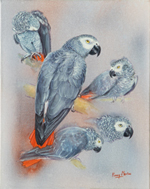 African Grey Parrot studies