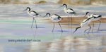 Avocets on the beach