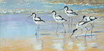 Avocets