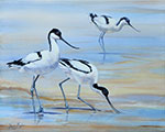 Avocets