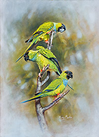 Black-hooded-Parakeets