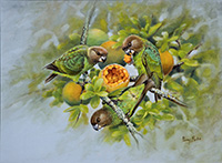 Brown-headed Parrots