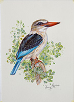 Brown-hooded-Kingfisher