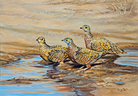 Burchell's-Sandgrouse