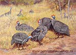 Bushveld Guineafowl