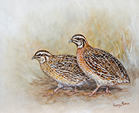 Common Quail.jpg