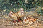 'Crested Francolins resting'