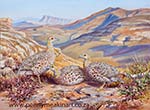 'Greywing at Golden Gate'