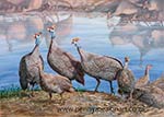 'Guineafowl Sundowners'