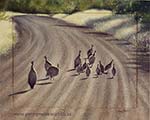 Guineas in the road