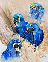 Hyacinth Macaws