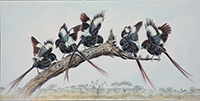 Magpie Shrikes