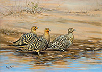 Namaqua Sandgrouse