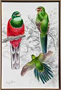 Narina Trogon study