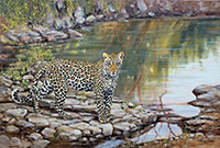 Nwanetsi Leopard