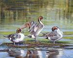 Pintail Ducks