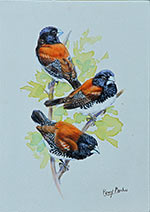 Red-backed Manakins
