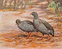 Red-billed-Francolins
