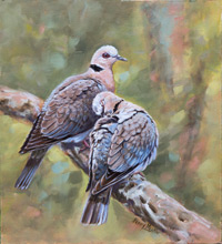 Red-eyed Doves