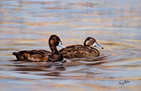 Red-eyed Pochard