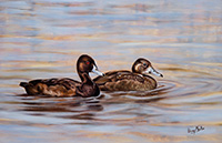 Red-eyed Pochard.jpg