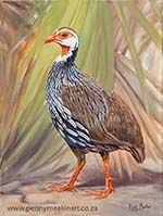 Red necked Spurfowl