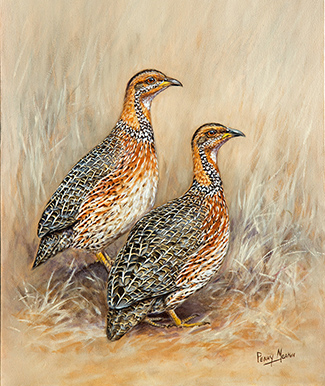 Red-winged Francolins