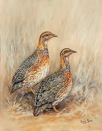 Red-winged-Francolins