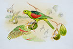 Red-winged-Parrot-studies
