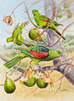 Red-winged-Parrots