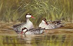 Red billed Teal threesome
