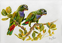 Scaly-headed Parrots
