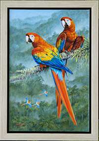 Scarlet Macaws