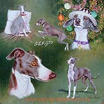 Italian Greyhound