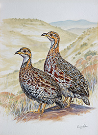 Shelley's Francolin.jpg