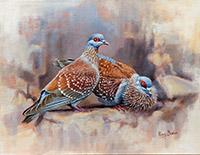 Speckled-Pigeons