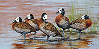 White-faced Ducks