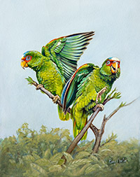 White-fronted Parrots