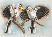 Yellow-billed Hornbills