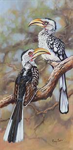 Yellow-billed Hornbills