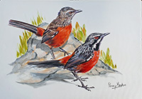 Cape Rockjumpers