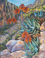 Compton's Aloe in Kloof