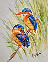 Malachite Kingfishers