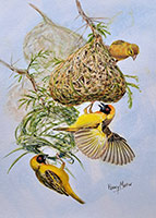 Southern Masked Weavers